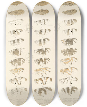 Triptych art skateboard deck of Frederick Ducane Godman Insecta Diptera Pl 19 by Frederick Ducane Godman (1834-1919)