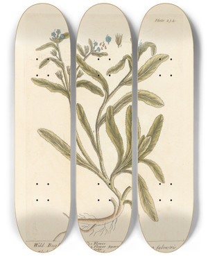 Triptych art skateboard deck of Elizabeth Blackwell Wild Bugloss by Elizabeth Blackwell (1707-1758)