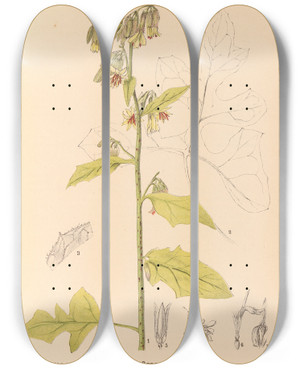 Triptych art skateboard deck of Charles Frederick Millspaugh Medicinal Plants Pl088 by Charles Frederick Millspaugh (1854-1923)