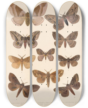 Triptych art skateboard deck of Frederick Ducane Godman Insecta Lepidopteraheterocera Pl 085 by Frederick Ducane Godman (1834-1919)
