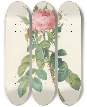 Triptych art skateboard deck of Pierre Joseph Redout Rosa Bifera Macrocarpa by Pierre Joseph Redoute (1759-1840)