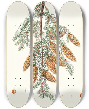 Triptych art skateboard deck of Aylmer Bourke Lambert Pinus Douglasii Tridentbracted Fir by Aylmer Bourke Lambert (1761-1842)