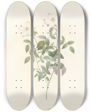 Triptych art skateboard deck of Pierre Joseph Redout Rosa Indica Acuminata by Pierre Joseph Redoute (1759-1840)