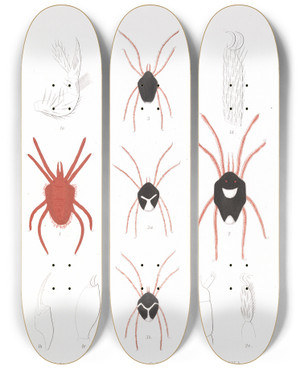 Triptych art skateboard deck of Frederick Ducane Godman Arachnida Acaridea Pl 02 by Frederick Ducane Godman (1834-1919)