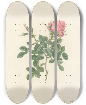 Triptych art skateboard deck of Pierre Joseph Redout Rosa Bifera Pumila by Pierre Joseph Redoute (1759-1840)