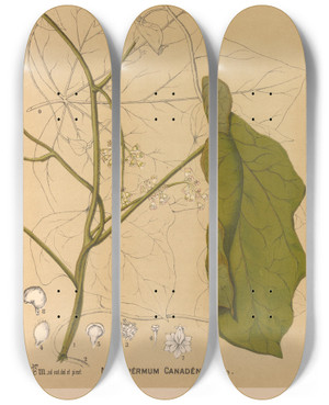 Triptych art skateboard deck of Charles Frederick Millspaugh Medicinal Plants Pl107 by Charles Frederick Millspaugh (1854-1923)