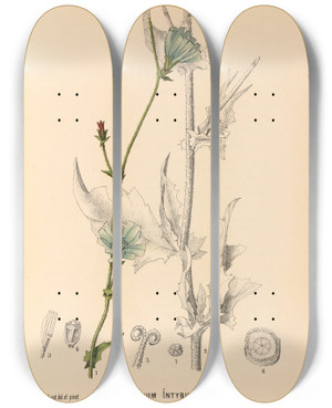 Triptych art skateboard deck of Charles Frederick Millspaugh Medicinal Plants Pl087 by Charles Frederick Millspaugh (1854-1923)
