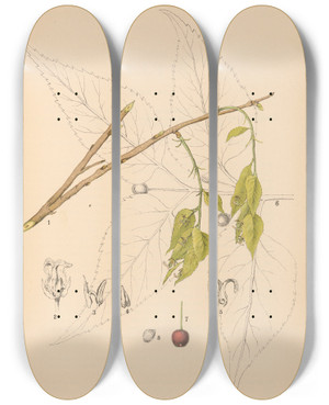 Triptych art skateboard deck of Charles Frederick Millspaugh Medicinal Plants Pl049 by Charles Frederick Millspaugh (1854-1923)