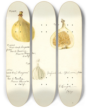 Triptych art skateboard deck of Bertha Heiges Ficus Smyrna by Bertha Heiges (1866-1956)