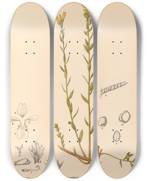 Triptych art skateboard deck of Charles Frederick Millspaugh Medicinal Plants Pl139 by Charles Frederick Millspaugh (1854-1923)