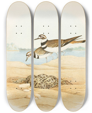 Triptych art skateboard deck of Edwin L Sheppard Killdeer by Edwin L Sheppard (1904)