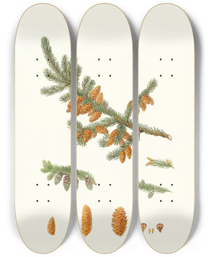 Triptych art skateboard deck of Aylmer Bourke Lambert Pinus Rubra Newfoundland Red Pine by Aylmer Bourke Lambert (1761-1842)