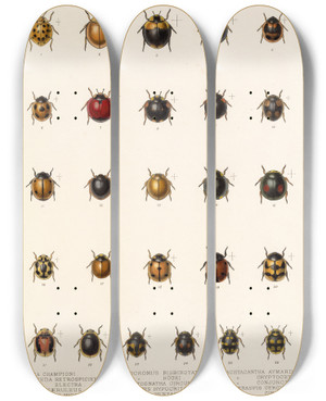 Triptych art skateboard deck of Frederick Ducane Godman Insecta Coleoptera Pl 298 by Frederick Ducane Godman (1834-1919)