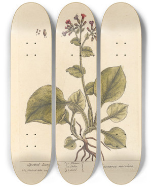 Triptych art skateboard deck of Elizabeth Blackwell Spotted Lungwort by Elizabeth Blackwell (1707-1758)