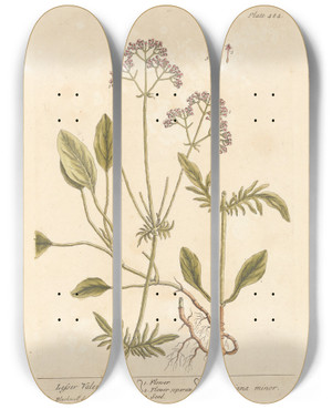 Triptych art skateboard deck of Elizabeth Blackwell Lesser Valerian by Elizabeth Blackwell (1707-1758)