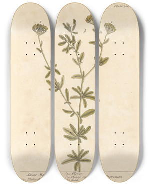 Triptych art skateboard deck of Elizabeth Blackwell Sweet Maudlin by Elizabeth Blackwell (1707-1758)