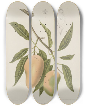 Triptych art skateboard deck of Berthe Hoola Van Nooten Fleurs Fruits Et Feuillages Choisis De Lille De Java Pl31 by Berthe Hoola Van Nooten (1817-1892)