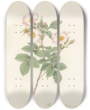 Triptych art skateboard deck of Pierre Joseph Redout Rosa Stylosa by Pierre Joseph Redoute (1759-1840)