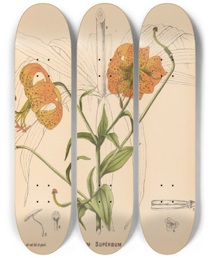 Triptych art skateboard deck of Charles Frederick Millspaugh Medicinal Plants Pl078 by Charles Frederick Millspaugh (1854-1923)