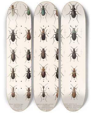 Triptych art skateboard deck of Frederick Ducane Godman Insecta Coleoptera Pl 037 by Frederick Ducane Godman (1834-1919)