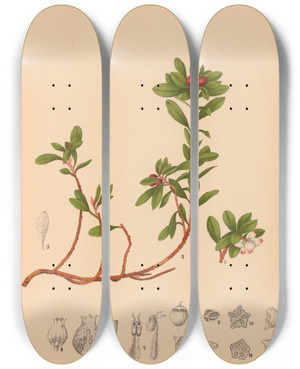 Triptych art skateboard deck of Charles Frederick Millspaugh Medicinal Plants Pl001 by Charles Frederick Millspaugh (1854-1923)