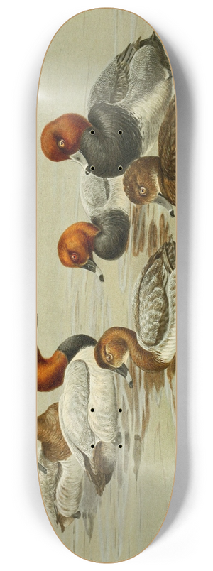 Allan Brooks - Common Pochard 8.25 inch art skate deck