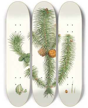 Triptych art skateboard deck of Aylmer Bourke Lambert Pinus Lanccolata Broadleaved Fir by Aylmer Bourke Lambert (1761-1842)