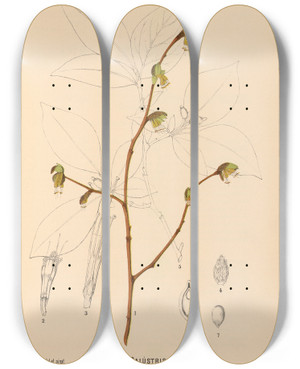 Triptych art skateboard deck of Charles Frederick Millspaugh Medicinal Plants Pl042 by Charles Frederick Millspaugh (1854-1923)