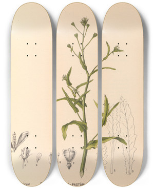 Triptych art skateboard deck of Charles Frederick Millspaugh Medicinal Plants Pl118 by Charles Frederick Millspaugh (1854-1923)