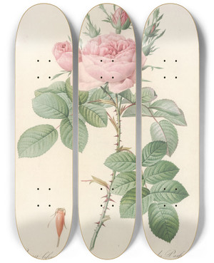 Triptych art skateboard deck of Pierre Joseph Redout Rosa Bifera Officinalis by Pierre Joseph Redoute (1759-1840)
