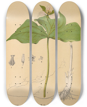 Triptych art skateboard deck of Charles Frederick Millspaugh Medicinal Plants Pl074 by Charles Frederick Millspaugh (1854-1923)