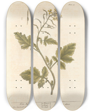 Triptych art skateboard deck of Elizabeth Blackwell White Mustard by Elizabeth Blackwell (1707-1758)