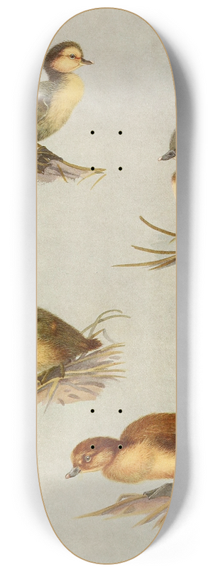 Allan Brooks - Downy Young Of White-Eyed Duck, Tufted Duck, Scaup Duck, Lesser Scaup Duck 8.25 inch art skate deck