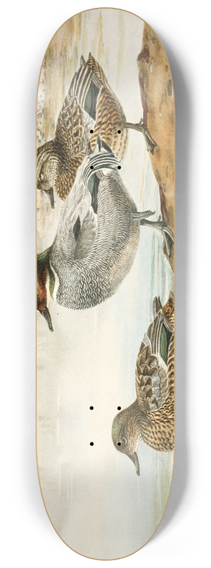 Allan Brooks - Falcated Teal 8.25 inch art skate deck