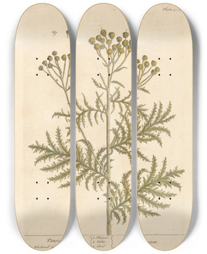 Triptych art skateboard deck of Elizabeth Blackwell Tansie by Elizabeth Blackwell (1707-1758)