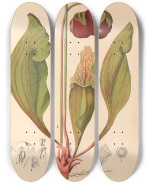 Triptych art skateboard deck of Charles Frederick Millspaugh Medicinal Plants Pl112 by Charles Frederick Millspaugh (1854-1923)