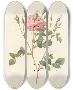 Triptych art skateboard deck of Pierre Joseph Redout Rosa Rubiginosa Anemoneflora by Pierre Joseph Redoute (1759-1840)