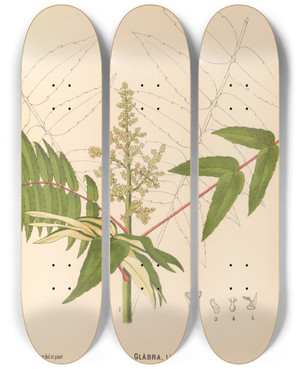 Triptych art skateboard deck of Charles Frederick Millspaugh Medicinal Plants Pl129 by Charles Frederick Millspaugh (1854-1923)
