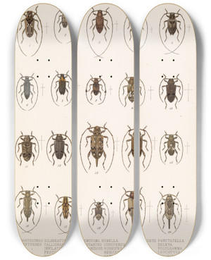 Triptych art skateboard deck of Frederick Ducane Godman Insecta Coleoptera Pl 219 by Frederick Ducane Godman (1834-1919)