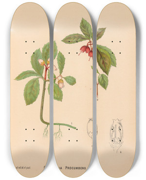 Triptych art skateboard deck of Charles Frederick Millspaugh Medicinal Plants Pl023 by Charles Frederick Millspaugh (1854-1923)