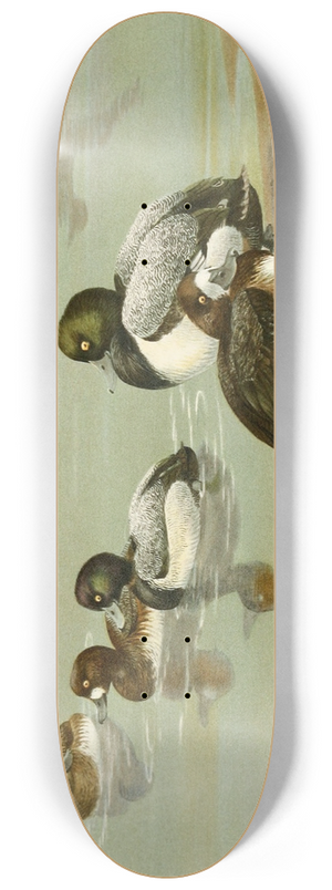 Allan Brooks - Lesser Scaup Duck, Scaup Duck 8.25 inch art skate deck