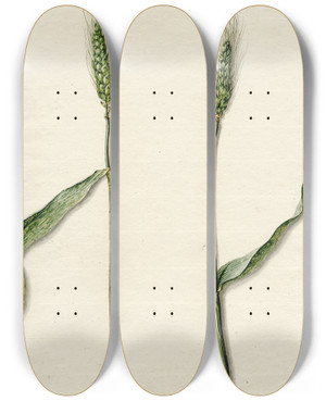 Triptych art skateboard deck of Barend Hendrik Thier Tarwe by Barend Hendrik Thier (1751-1814)