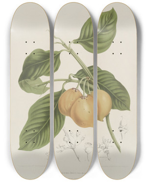 Triptych art skateboard deck of Berthe Hoola Van Nooten Fleurs Fruits Et Feuillages Choisis De Lille De Java Pl15 by Berthe Hoola Van Nooten (1817-1892)
