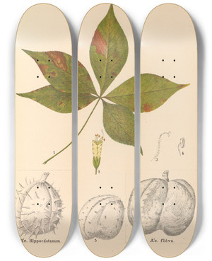 Triptych art skateboard deck of Charles Frederick Millspaugh Medicinal Plants Pl137 by Charles Frederick Millspaugh (1854-1923)