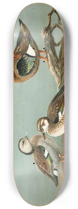 Allan Brooks - Ring-Necked Teal, Brazilian Teal 8.25 inch art skate deck