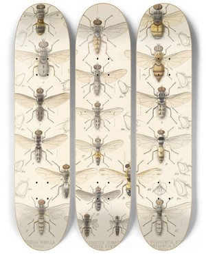 Triptych art skateboard deck of Frederick Ducane Godman Insecta Diptera Pl 16 by Frederick Ducane Godman (1834-1919)