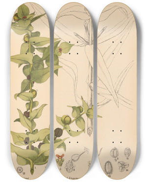Triptych art skateboard deck of Charles Frederick Millspaugh Medicinal Plants Pl047 by Charles Frederick Millspaugh (1854-1923)