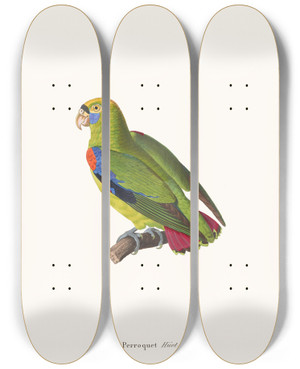 Triptych art skateboard deck of Coenraad Jacob Temminck Perroquet Huet by Coenraad Jacob Temminck (1778-1858)