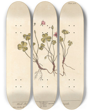 Triptych art skateboard deck of Elizabeth Blackwell Wood Sorrel by Elizabeth Blackwell (1707-1758)