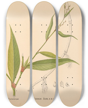 Triptych art skateboard deck of Charles Frederick Millspaugh Medicinal Plants Pl037 by Charles Frederick Millspaugh (1854-1923)